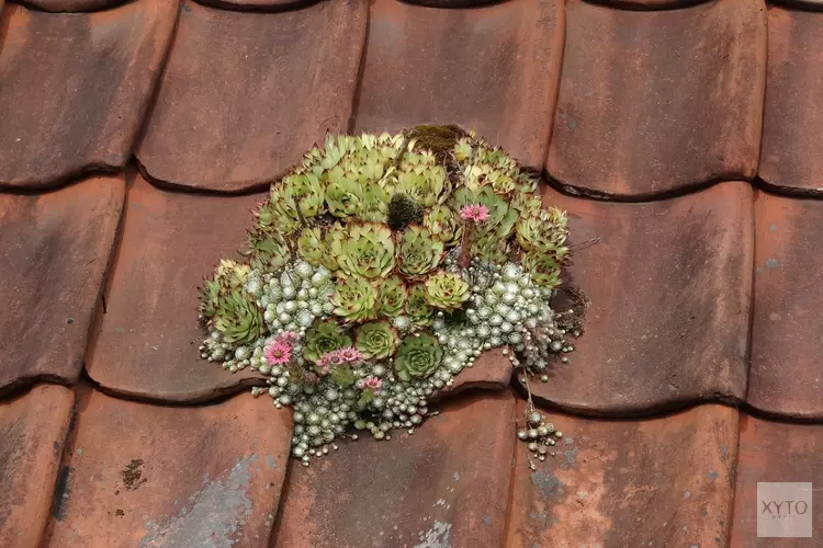 Meer groene daken in gemeente Súdwest-​Fryslân