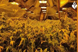 Onderzoek naar hennepteelt in Fryslân - Zes aanhoudingen en drie kwekerijen aangetroffen