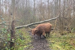 In Rasterhoffpark Sneek worden zieke bomen gekapt