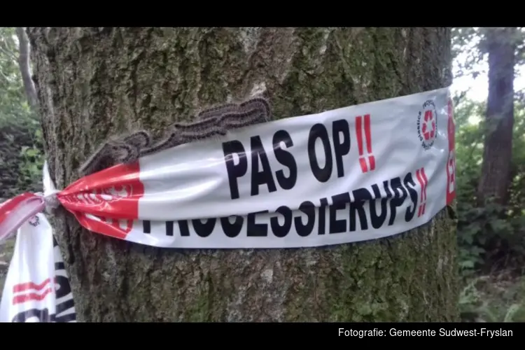 De eikenprocessierups is er weer