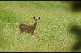 Voorzieningenrechter wijst verzoek om schorsing afschotvergunning reeën in Fryslân af