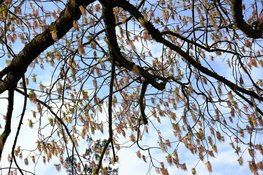 Zieke essen uit het Zwettebos