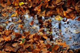 Guur herfstweekend, daarna tijdelijk zachter weer